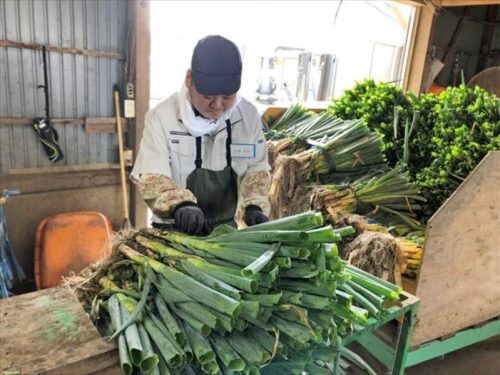 写真：農耕現場