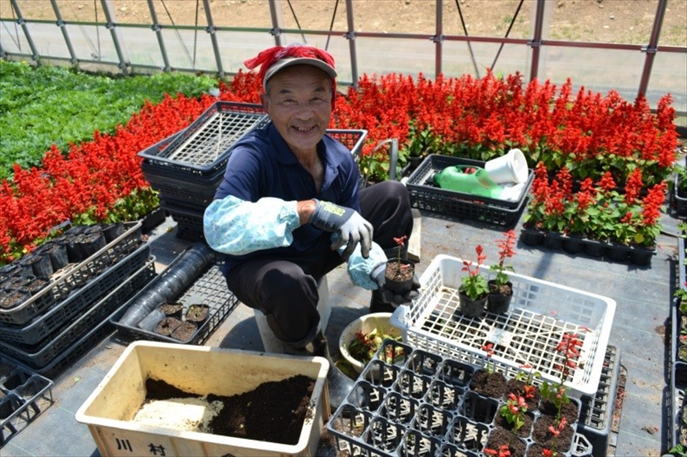 写真：花苗手入れ作業の様子