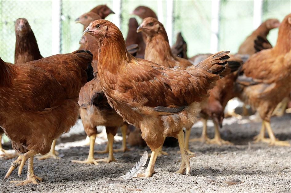写真：比内地鶏飼育の様子2