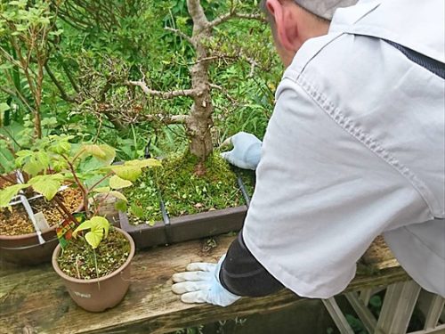 写真：草取り作業①