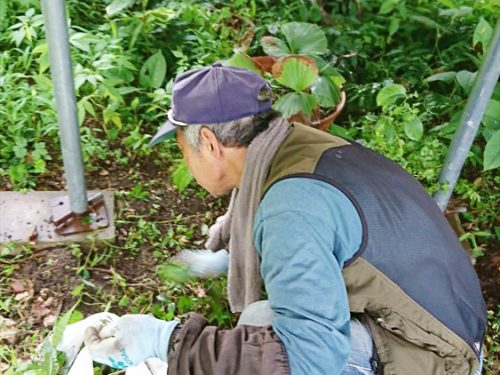 写真：草取り作業②