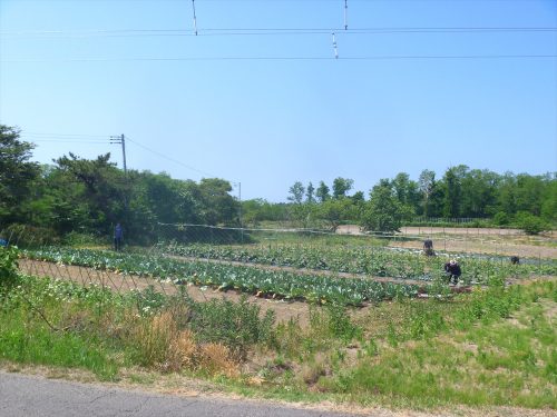 写真：農業室