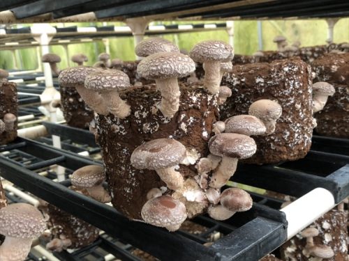 写真：菌床椎茸栽培の様子3