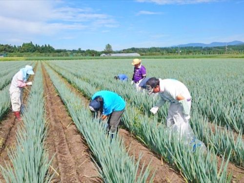 写真：除草現場